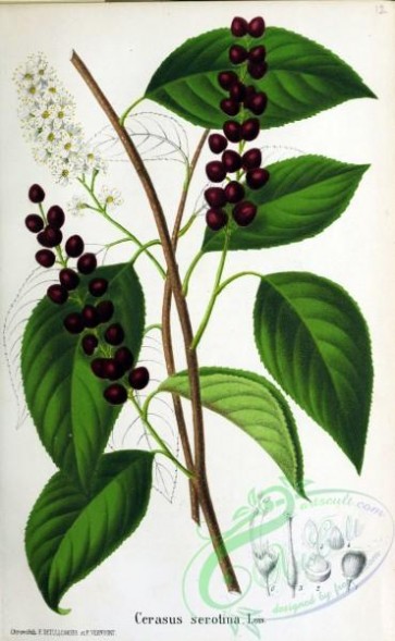 cherry-00316 - cerasus serotina, black cherry, wild black cherry, rum cherry