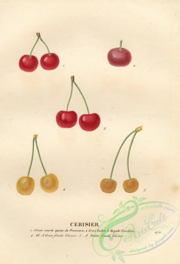 cherry-00356 - Cherry, 6