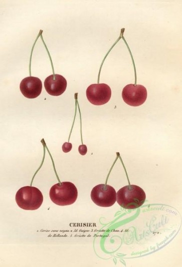 cherry-00358 - Cherry, 8