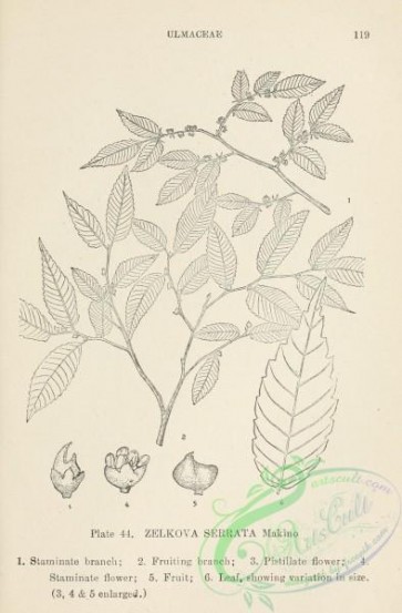 chinese_plants-00043 - black-and-white 043-zelkova serrata