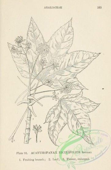 chinese_plants-00090 - black-and-white 090-acanthopanax ricinifolius