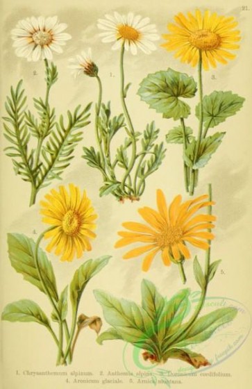 chrysanthemum-00094 - 009