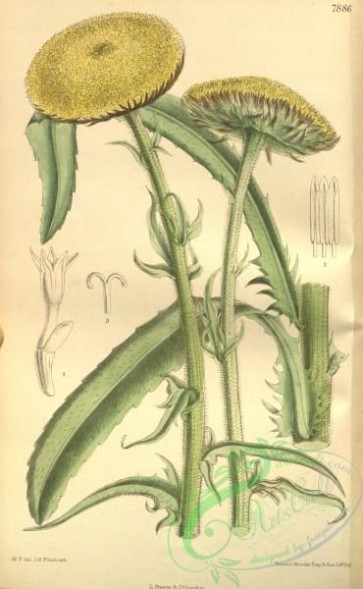 chrysanthemum-00104 - 7886-chrysanthemum grande