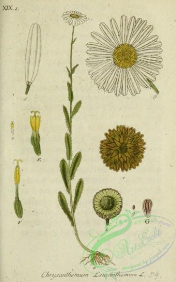 chrysanthemum-00148 - chrysanthemum leucanthemum