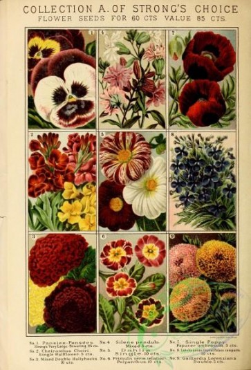 chrysanthemum-00222 - 090-Flowers, Square frames, Pansies, Poppies, collage, Chrysanthemum