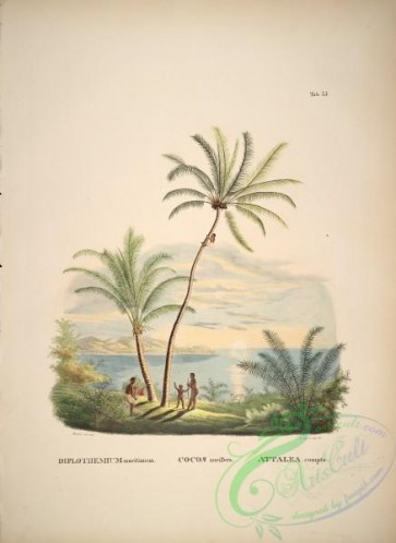 coconut-00036 - diplothemium maritimum, cocos nucifera, attalea compta