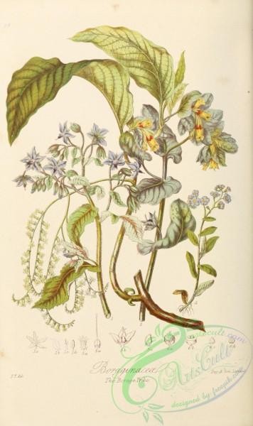 comfrey-00024 - 098-borago officinalis, cerinthe major, tournefortia cymosa, myosotis palustris, symphytum ehretia