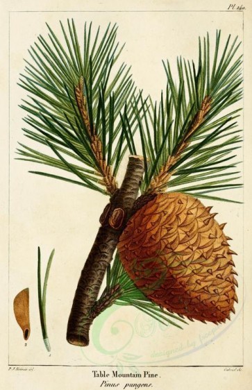 cones-00021 - Table Mountain Pine (pinus pungens) [2216x3431]