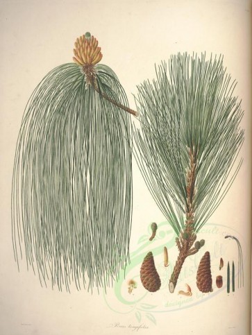 cones-00130 - pinus longifolia (L) [5408x7188]