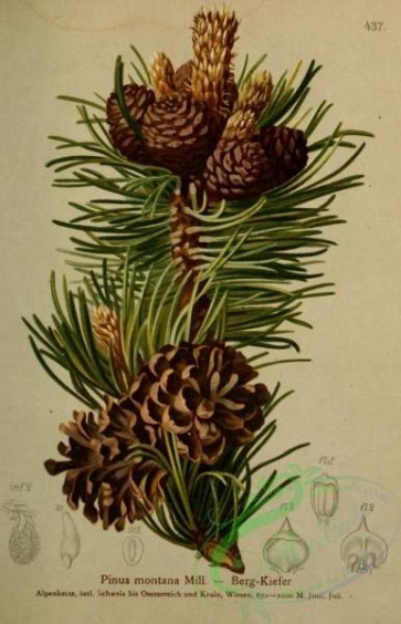 cones-00386 - pinus montana [2267x3518]