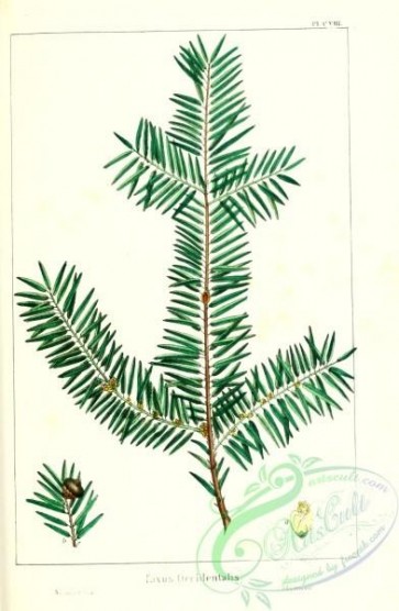 conifer-00129 - taxus occidentalis [2286x3493]
