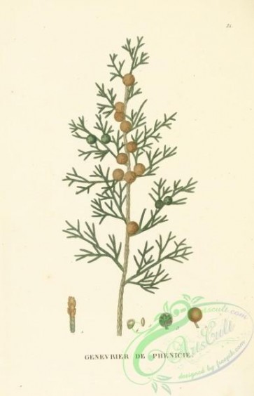 conifer-00153 - juniperus phoenicea [3316x5146]