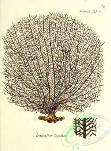 corals-00028 - 028-antipathes ligulata