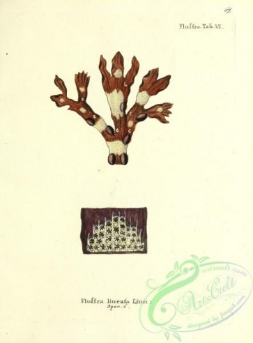 corals-00066 - 066-flustra lineata