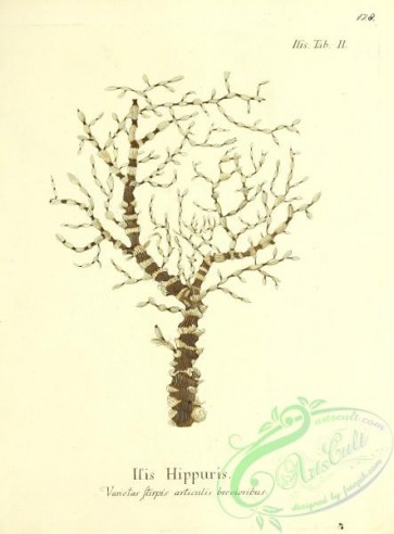 corals-00126 - 126-isis hippuris stirpis articulis brevioribus