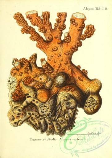 corals-00140 - 003-truncus radicalis, alcyonii arborei