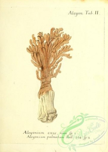 corals-00141 - 004-alcyonium exos, alcyonium palmatum