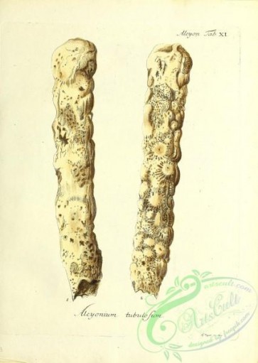 corals-00150 - 013-alcyonium tubulosum