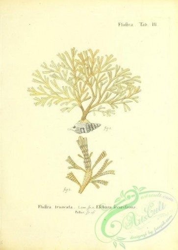 corals-00180 - 043-flustra truncata, eschara securifrons