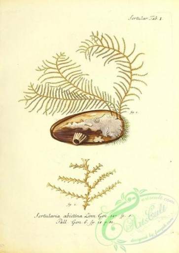 corals-00187 - 050-sertularia abietina