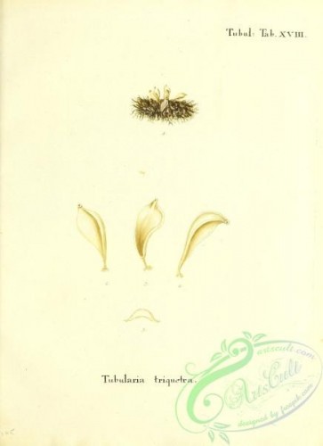 corals-00240 - 103-tubularia triquetra