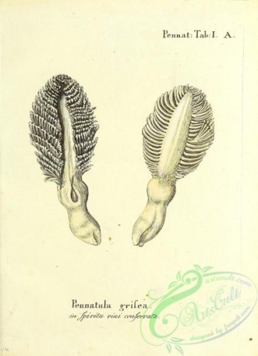 corals-00251 - 114-pennatula grisea