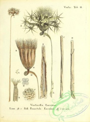 corals-00263 - 126-vorticella encrinus, pennatula encrinus