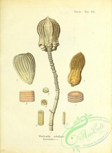 corals-00264 - 127-vorticella rotularis