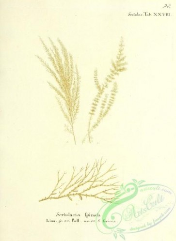 corals-00295 - 028-sertularia spinosa, sertularia sericea