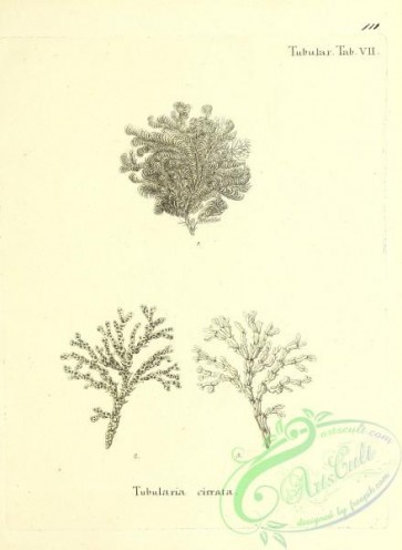 corals-00378 - 111-tubularia cirrata