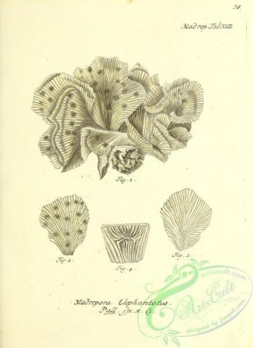 corals-00419 - 020-madrepora elephantotus