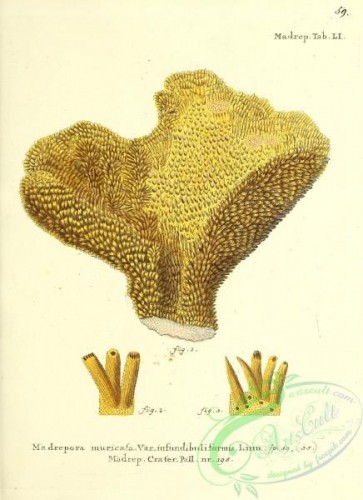 corals-00457 - 058-madrepora muricata infundibuliformis