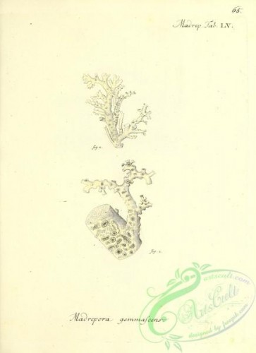 corals-00463 - 064-madrepora gemmascens