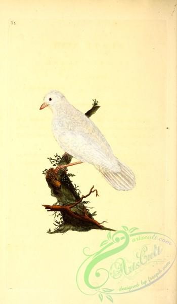 corvidae-00269 - White Jay