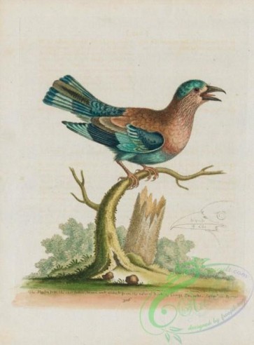 corvidae-00377 - 326-Blue Jay, garrulus caeruleas