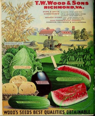 cucumber-00134 - 079-Oats, Cabbage, Watermelon, Egg plant, Potato, Cucumber, harvesting