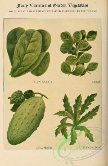 cucumber-00198 - Cucumber, Dandelion, Corn Salad, Cress
