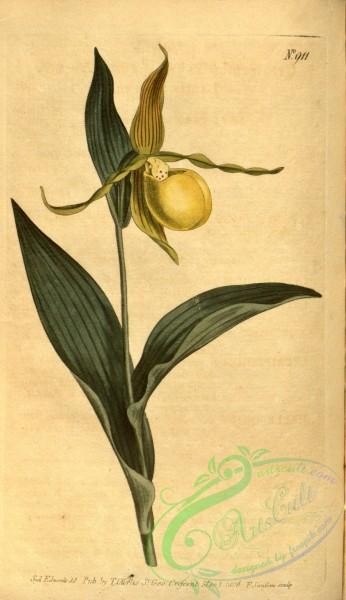 cypripedium-00159 - Cypripedium pubescens (as C. parviflorum) - Curtis' 23 pl. 911 (1806)