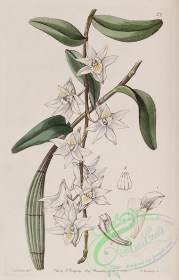 dendrobium-00036 - 022-dendrobium crumentaum, Sweet Club-stemmed Dendrobium