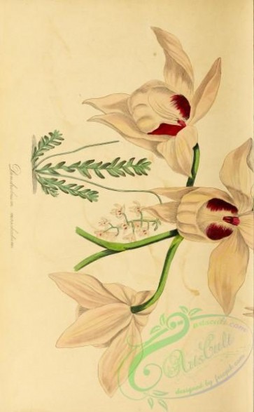 dendrobium-00433 - Musc-scented Dendrobium, dendrobium moschatum, 1