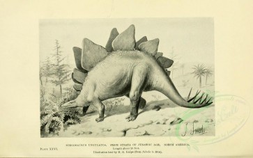 dinosaurs-00029 - STEGOSAURUS UNGULATUS, JURASSIC AGE [3156x1971]