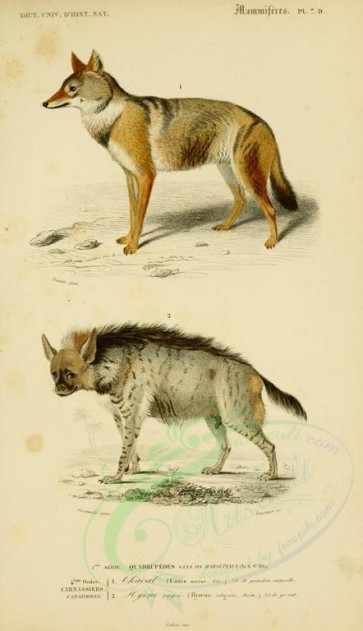 dogs_wolves_foxes-00066 - Golden jackal,  Striped Hyaena [2118x3677]