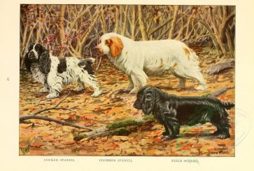 dogs_wolves_foxes-00116 - Cocker Spaniel, Clumber Spaniel, Field Spaniel [2770x1862]