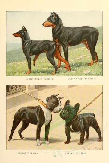 dogs_wolves_foxes-00127 - Manchester Terrier, Dobermann Pinscher, Boston Terrier, French Bulldog [1862x2770]