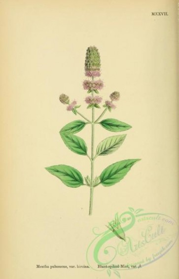 english_botany-00014 - Blunt-spiked Mint, mentha pubescens hircina