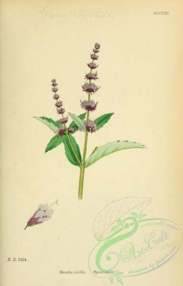 english_botany-00138 - Spearmint, mentha viridis