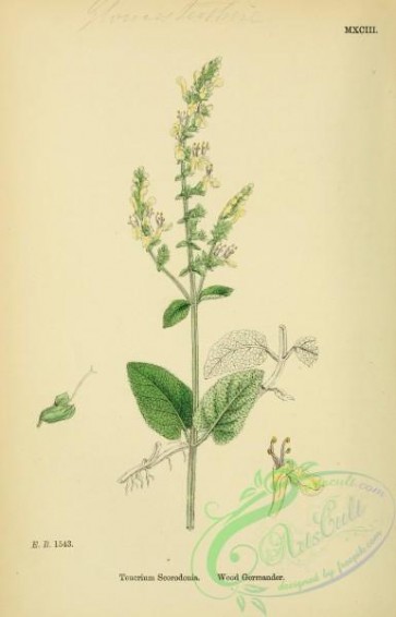 english_botany-00158 - Wood Germander, teucrium scorodonia