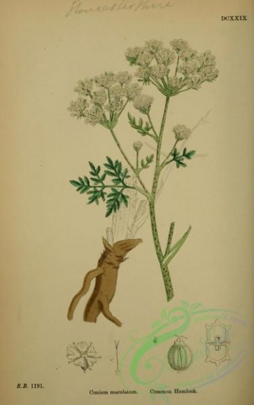 english_botany-00194 - Common Hemlock, conium maculatum