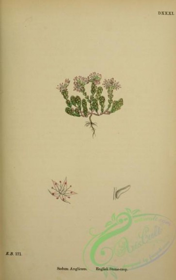 english_botany-00217 - English Stone-crop, sedum anglicum