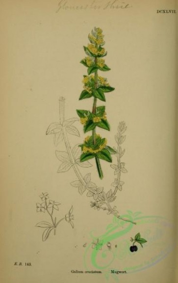 english_botany-00273 - Mugwort, galium cruciatum